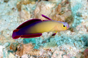 Purple Fire Goby by Stuart Ganz 